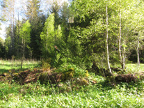 Björkvik