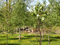 Harebacken